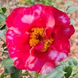 Miss Sally Variegated